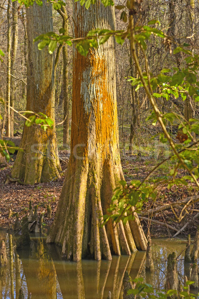 Colorful Cypress Trunk in a Wetland Stock photo © wildnerdpix