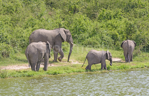 African Elephant Family Group along a River Stock photo © wildnerdpix