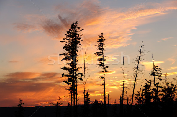Sunset through a silhouetted forest ridge Stock photo © wildnerdpix