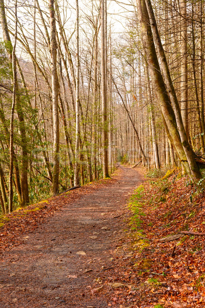 Camino grande arroyo ahumado montanas Foto stock © wildnerdpix