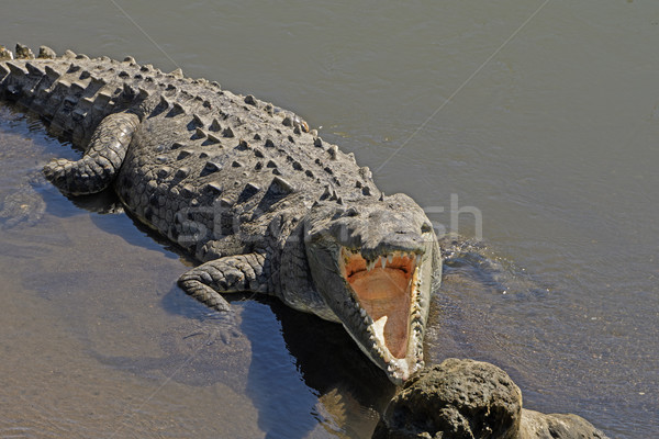 Mirando boca cocodrilo Río Costa Rica agua Foto stock © wildnerdpix