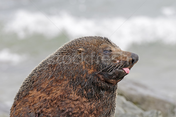 New Zealand Fur Sea on the Coast Stock photo © wildnerdpix