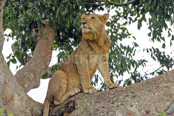 Jovem masculino leão árvore região rainha Foto stock © wildnerdpix