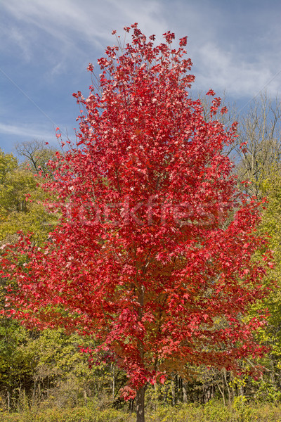 赤 メイプル ツリー バックボーン 公園 ストックフォト © wildnerdpix