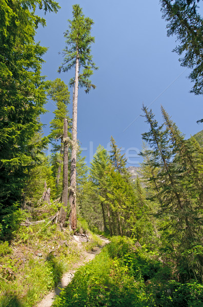 Egyedüli fenyőfa hegy nyom fa tó Stock fotó © wildnerdpix