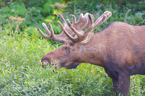 Moose Feeding in the Willlows Stock photo © wildnerdpix