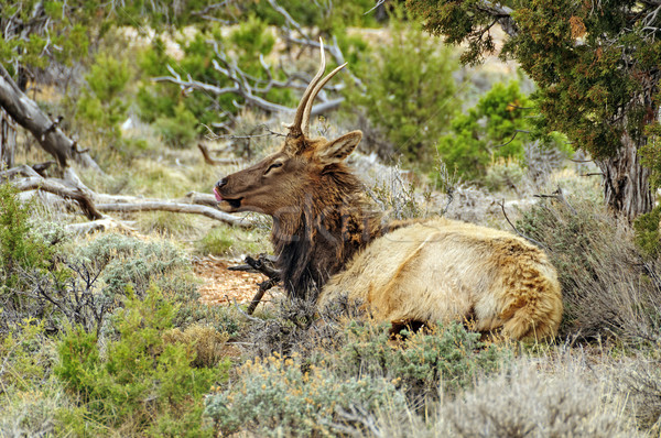 Elk in a high plateau glen Stock photo © wildnerdpix