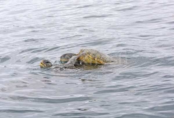 Galapagos Sea Turtles Mating in the Ocean Stock photo © wildnerdpix