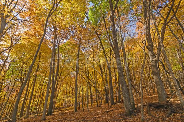 Walking Through a Cathedral of Yellow Stock photo © wildnerdpix