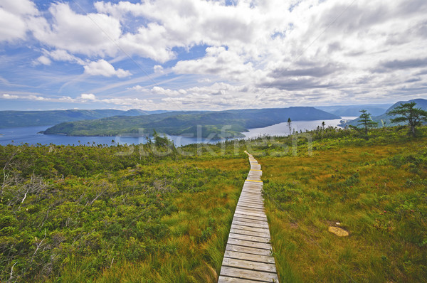 Trail to an Ocean Inlet Stock photo © wildnerdpix