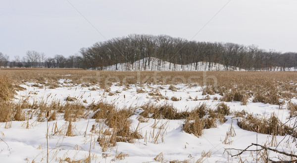 Eingefroren Hügeln Winter Moräne Park Illinois Stock foto © wildnerdpix