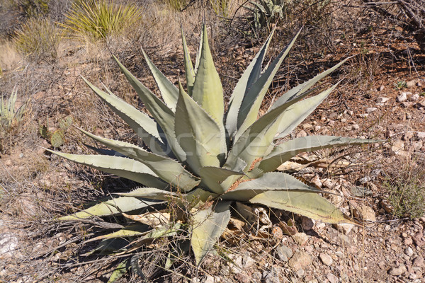 Century Plant Growing in the Desert Stock photo © wildnerdpix