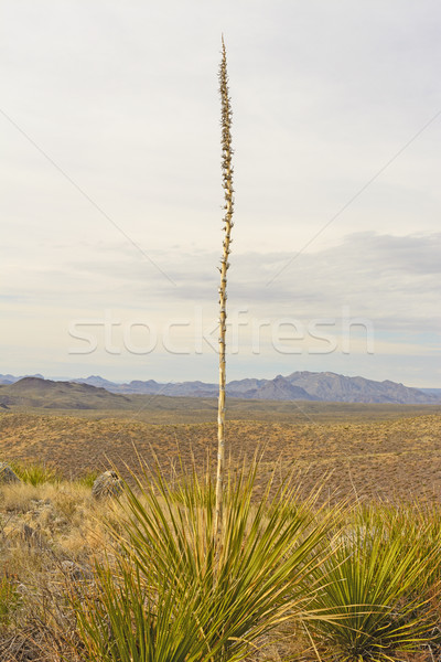 Stock photo: Torrey Yucca against a Desert Background