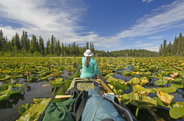 Paddling Through Lily pads in the Wilderness Stock photo © wildnerdpix