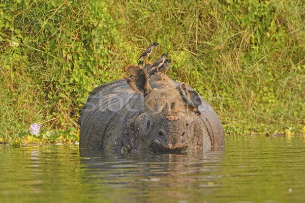 Jungle Mynas on an Indian Rhino Stock photo © wildnerdpix