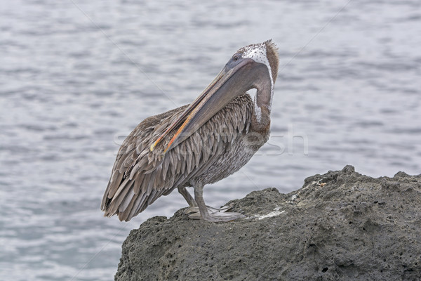 Brown Pelican preening in the Galapagos Island Stock photo © wildnerdpix