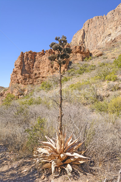 Century Plant after its Bloom is Done Stock photo © wildnerdpix