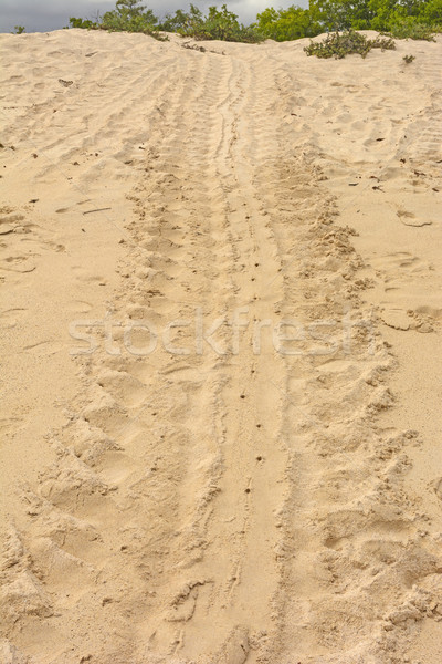 Trail of a Turtle after laying Its Eggs Stock photo © wildnerdpix
