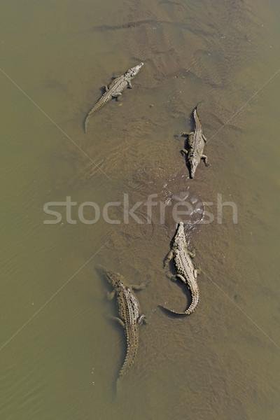 Crocodiles odihna Rio Costa Rica apă natură Imagine de stoc © wildnerdpix