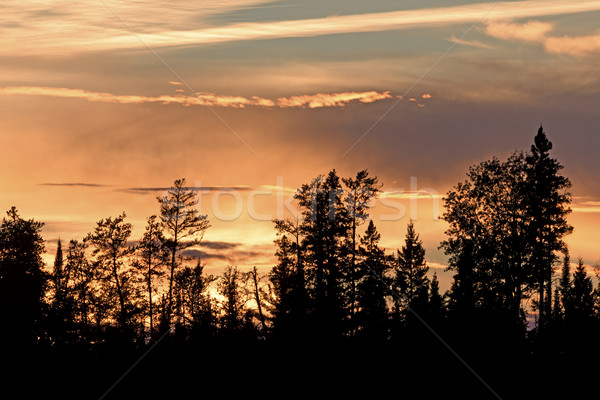 Silhouettes at Sunset in the North Woods Stock photo © wildnerdpix