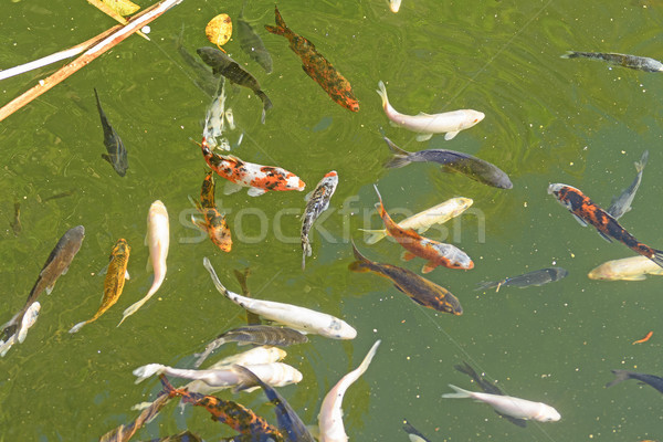 Colorful Koi Pond in the Tropics Stock photo © wildnerdpix