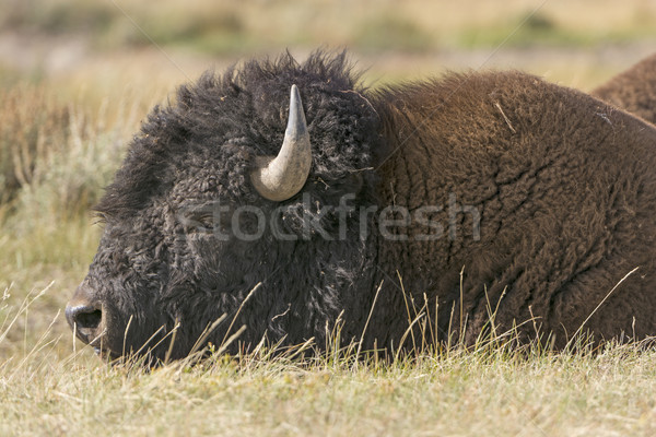 Közelkép bölény alföld völgy biológia természetes Stock fotó © wildnerdpix