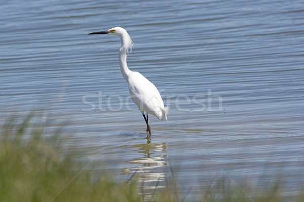 Foto stock: Estanque · isla · fauna · bancos · Carolina · del · Norte