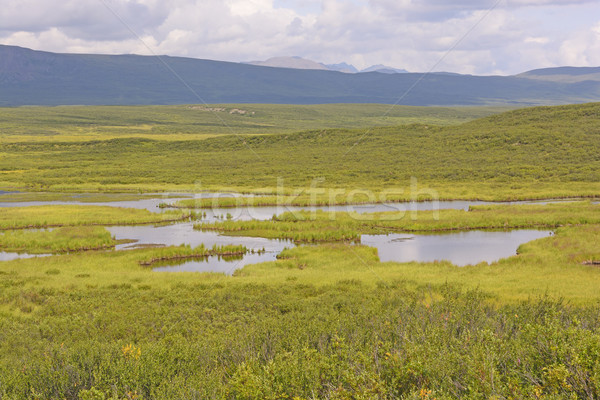 Tundra Pond in the Wilderness Stock photo © wildnerdpix
