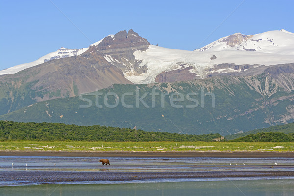 Grizzly Bear Bear Walking on a Tidal Flat Beneath the Mountains Stock photo © wildnerdpix