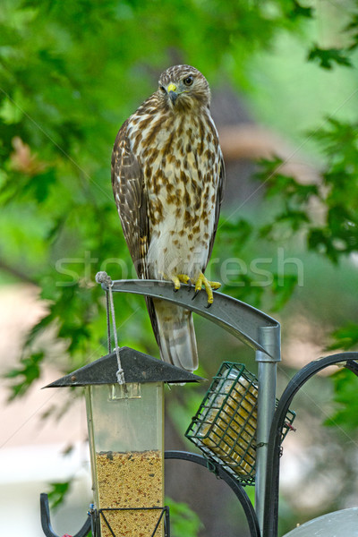 Bird Feeder? Stock photo © wildnerdpix