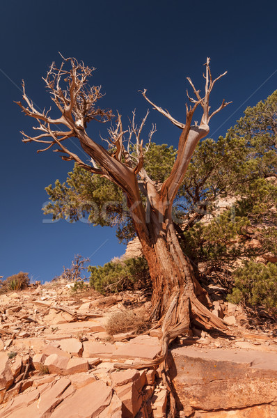 Stock photo: Weathered Tree against the sky