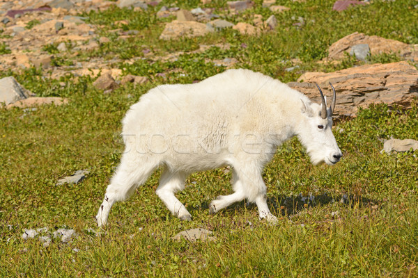 Mountain Goat Walking Across an Alpine Meadow Stock photo © wildnerdpix