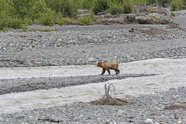 Wildernis rivier natuur afstandsbediening mooie Stockfoto © wildnerdpix