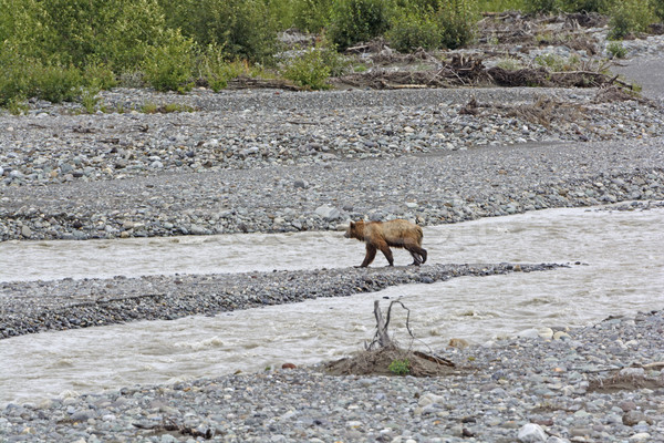 Grizzly bear fiume natura remote bella Foto d'archivio © wildnerdpix