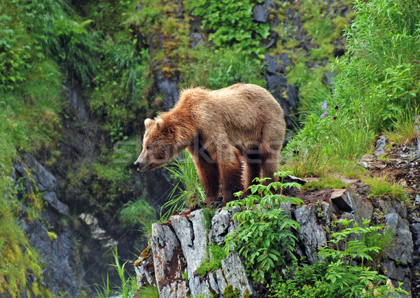 Király néz királyság grizzly élőhely tó Stock fotó © wildnerdpix