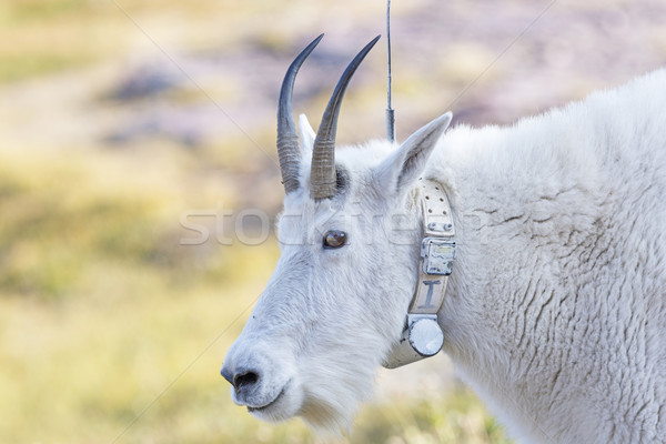 Mountain Goat with a Radio tracking Collar Stock photo © wildnerdpix