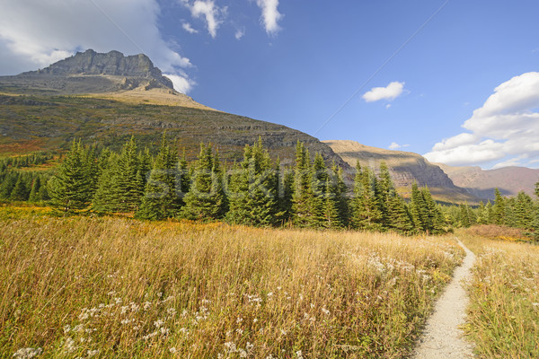 Mountain Meadow on a Sunny Fall Day Stock photo © wildnerdpix