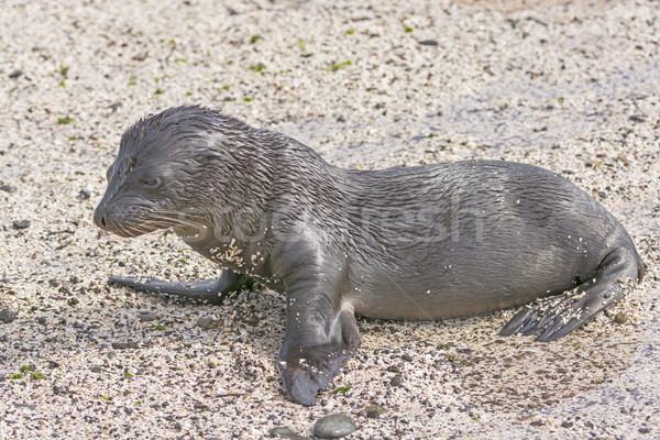 Baby Galapagos Sea Lion on the Beach Stock photo © wildnerdpix