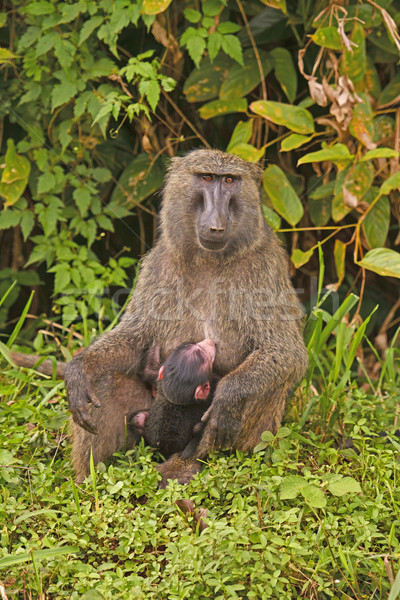 Baby Olive Baboon Nursing in the Jungle Stock photo © wildnerdpix