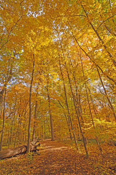 [[stock_photo]]: Automne · arbre · chemin · forêt · nature · jaune