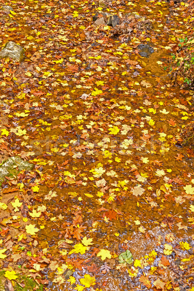 Fall Colors in a Quiet Creek Stock photo © wildnerdpix
