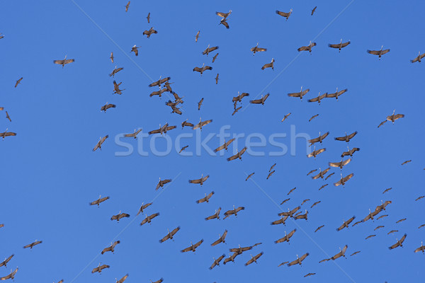 Stockfoto: Kraan · tornado · vogels · biologie · natuurlijke · buitenshuis