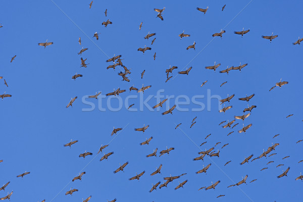 Gru tornado uccelli biologia naturale esterna Foto d'archivio © wildnerdpix