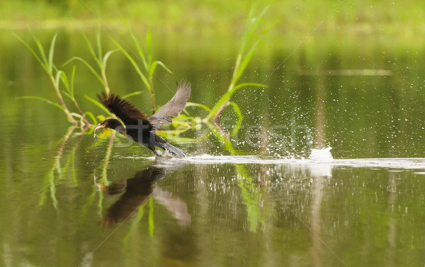 Anhinga taking off with a fish in its mouth Stock photo © wildnerdpix