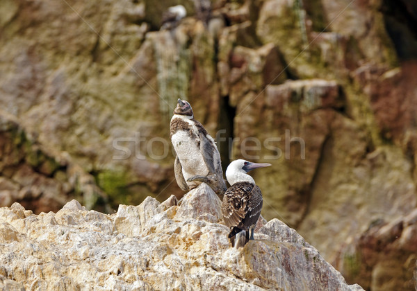 Young Penguin and A Booby on a rock Stock photo © wildnerdpix