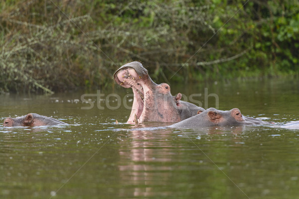 Hippo Yawn in an African Lake Stock photo © wildnerdpix