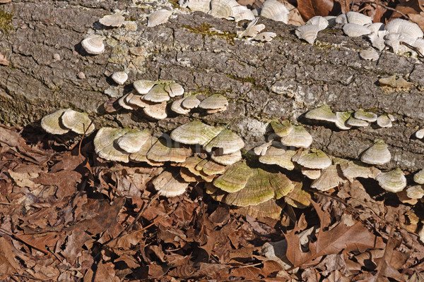 Fa gomba erdő biológia távoli csinos Stock fotó © wildnerdpix