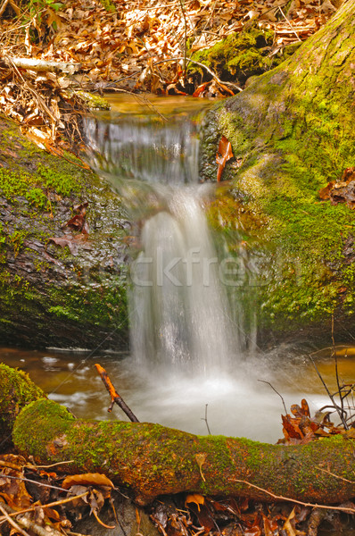 Mountain Stream running over a log Stock photo © wildnerdpix
