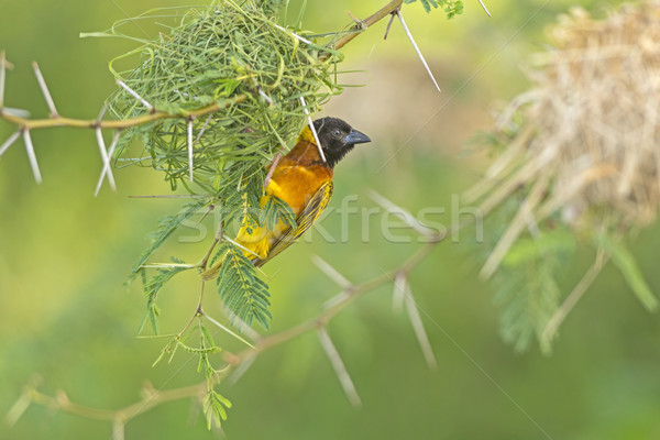 Weaver Bird on Nest Stock photo © wildnerdpix