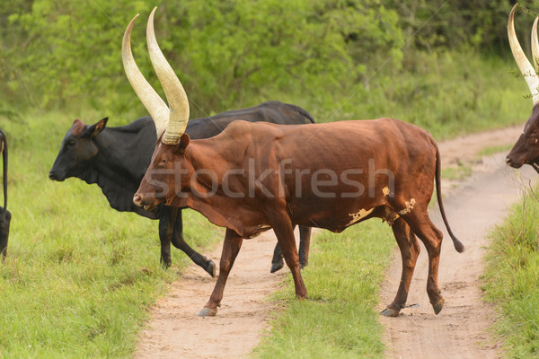 Ankole Cattle Crossing a Rural Road Stock photo © wildnerdpix